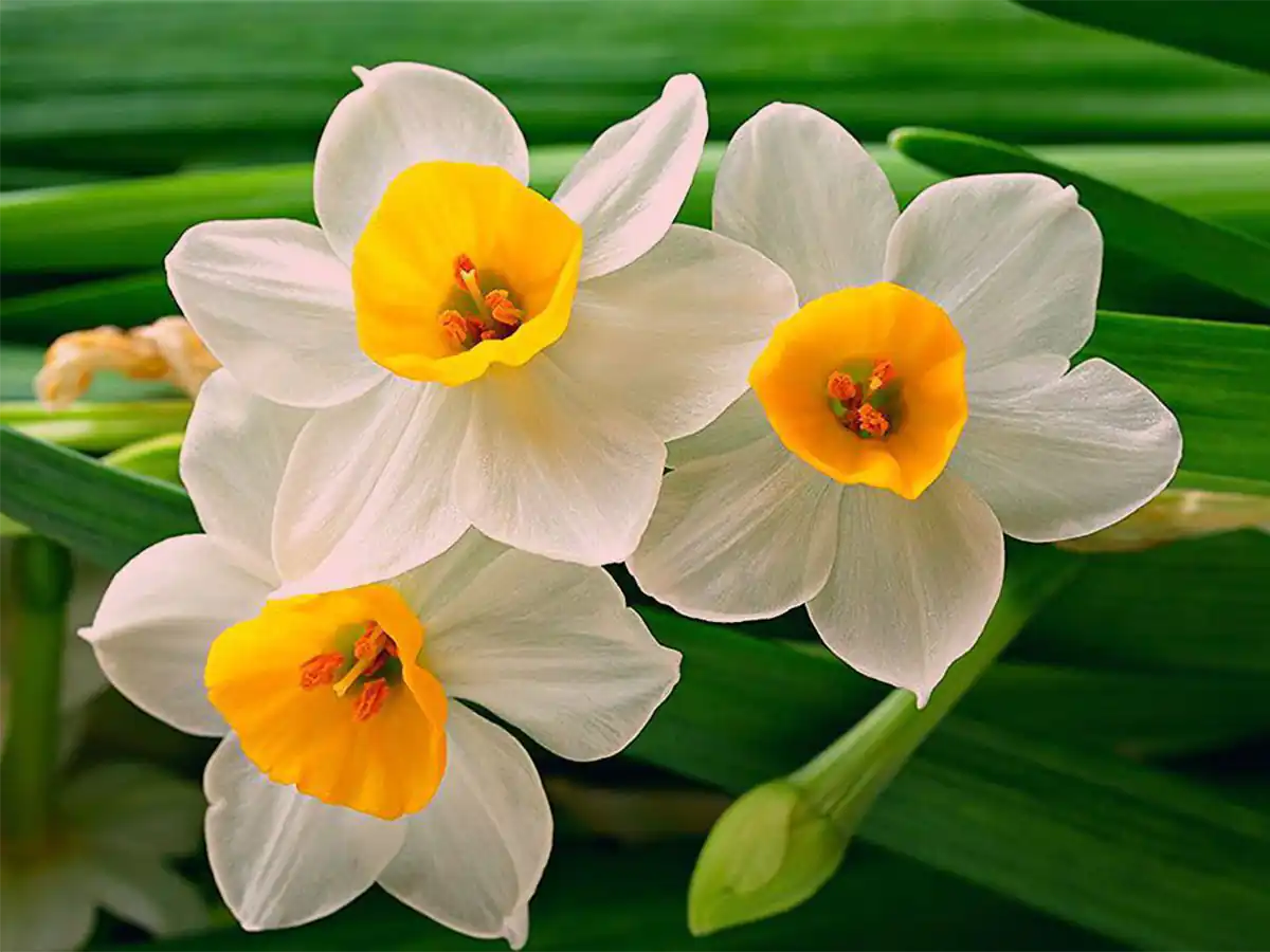 کلبه بازی نرگس